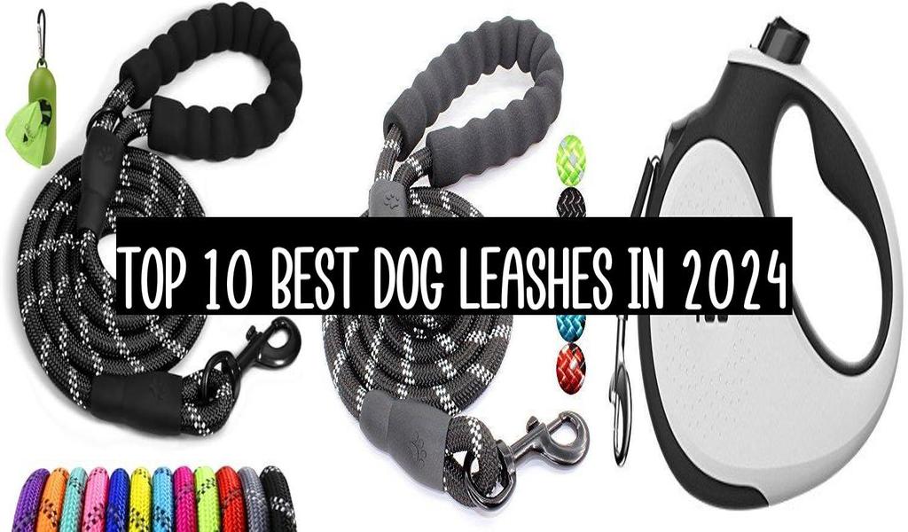 Top 10 Best Dog Leashes In 2024