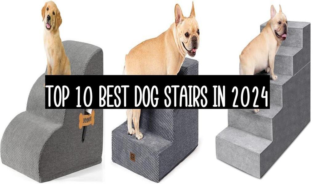 Top 10 Best Dog Stairs In 2024